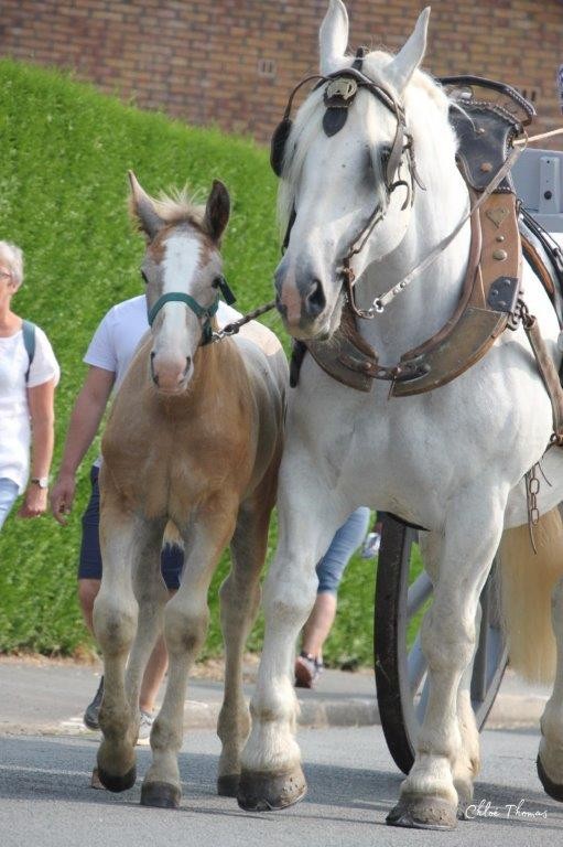 Fete de la moisson 2024 29 