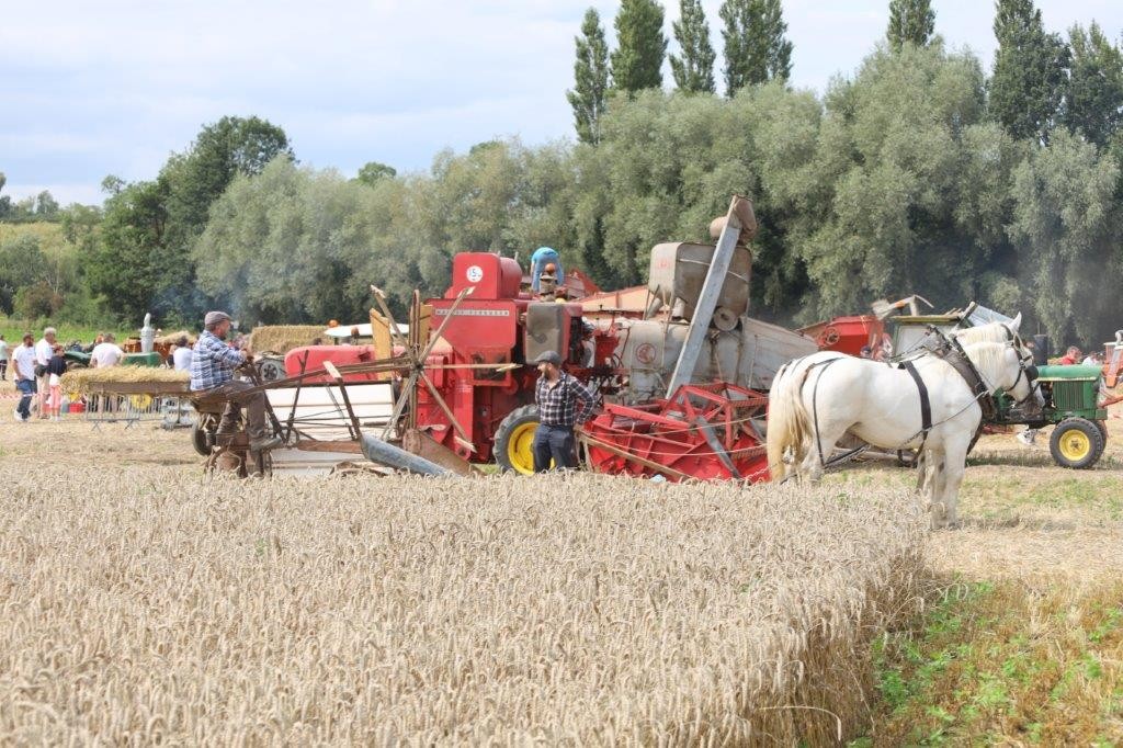 Moisson 2024 174 